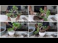     sohin bonsai repotting  nilkanta halder the indian gardener 