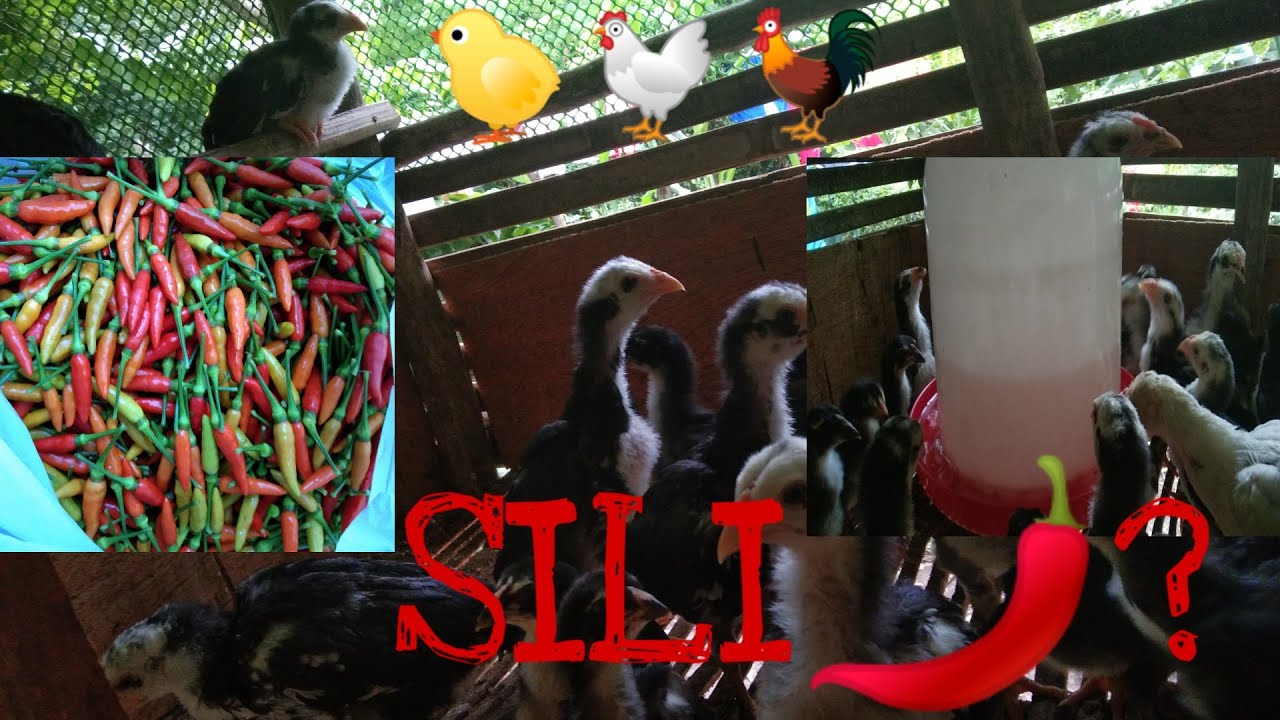 SILI | DAGDAG RESISTENSYA PARA SA MGA ALAGA NATING MANOK | FREE RANGE CHICKEN | BUHAY BUKID |VLOG 02