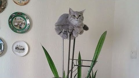 Why Cats are so lazy 🥲