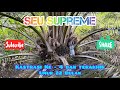 Seu supreme 22 bulan  kastrasi ke4