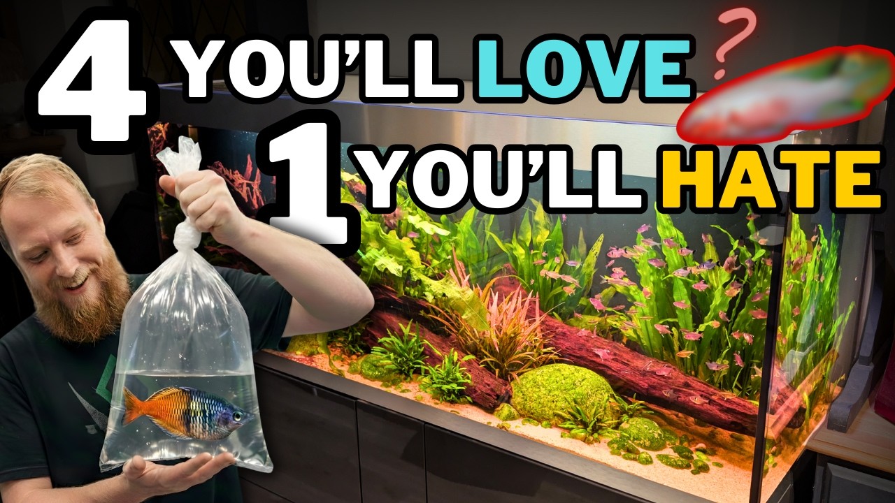 5 New Fish for the 600L! One of them is going to divide opinions