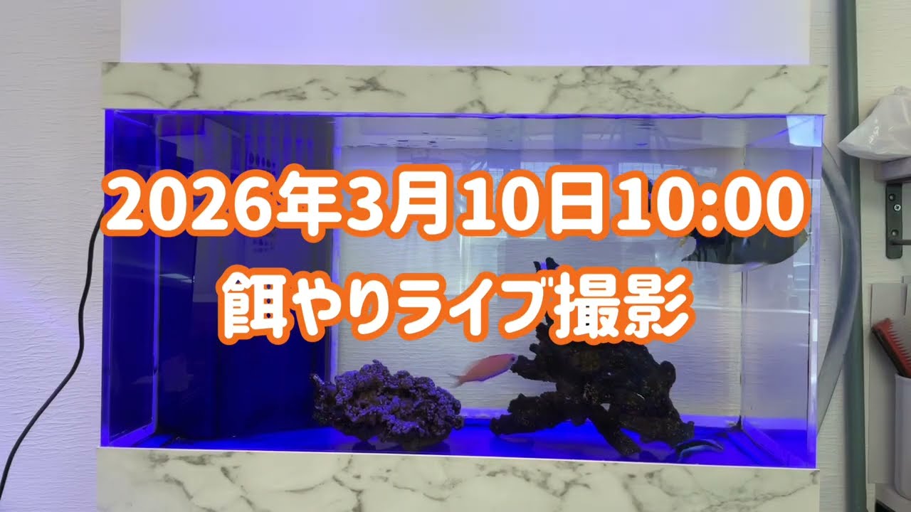 2026/3/10am10:00餌やりライブ撮影