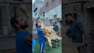 Shair ki halat kya hona hai🥹💔simba ko kya hogya yr😭#brokenheart #sad #death #wildcats #wildlife