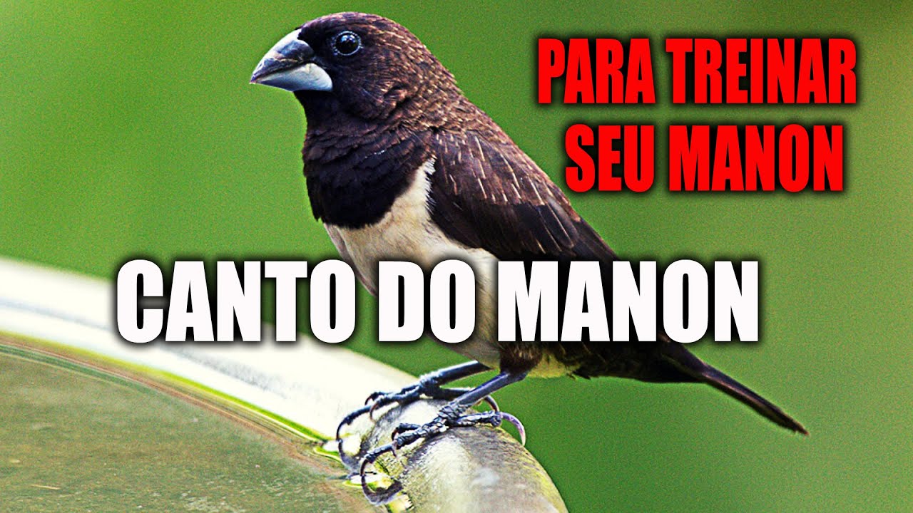 Canto do Manon: Canto para Ensinar seu Manon Cantar Muito