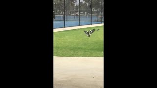 Battle of the Magpies || ViralHog