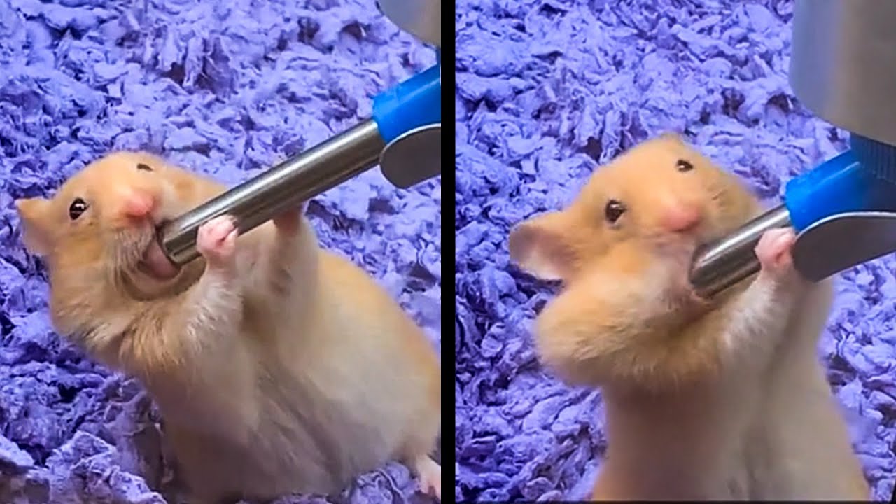 Этот Хомяк Удивил Всех
