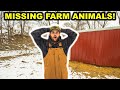 My BACKYARD FARM Animals are MISSING!!! (Predator? Stolen? Blinded By The Light?)