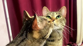 Feline love at first sight | Funny Video With My Cat Javelin by My Cat Javelin 54 views 1 year ago 49 seconds