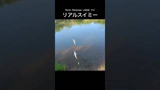 大量の小魚と１匹の金魚を庭池に放してスイミーを作ってみる