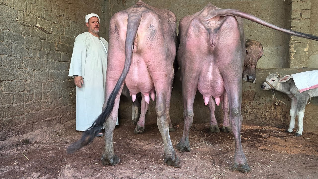 دبابات الجاموس الايطالى الوالد بنزينات لبن ماشاء الله وعجميات جاموس عشر  بأسعار زمان بتاريخ 22/ 2