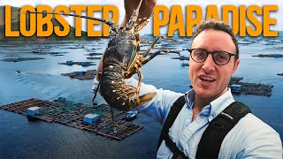 Vietnam's Lobster kingdom! 5000 Floating Lobster Farms - How Do They Even Work?