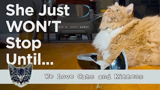 This Cat's Food Bowl Dance Is Everything You Need To See! by Cats and Kittens 993 views 1 month ago 3 minutes, 19 seconds