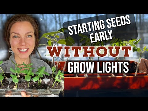 Starting Seeds Early Without Grow Lights