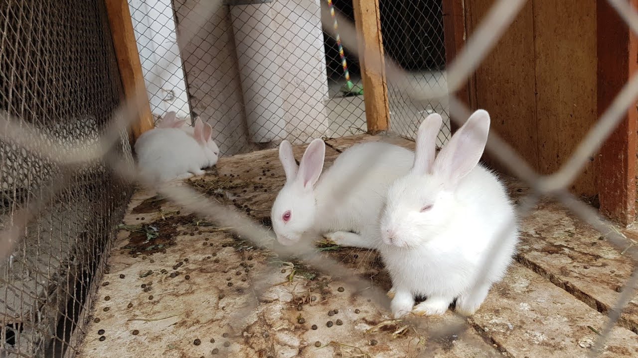 Rabbits white rabbits in city market - YouTube