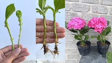 Cách trồng hoa cẩm tú cầu bằng cành | Hydrangea paniculata