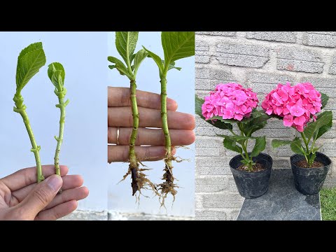 Video: Hydrangea paniculata: sadnja i njega