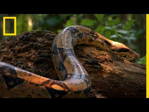 Vidéo: Boa constricteur commun : photo et description, habitat