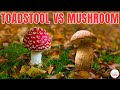 Quiz on Mushrooms and Toadstools