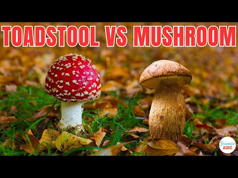 Videó: Toadstool Info: Ismerje meg a különbséget a gomba és a gombagomba között