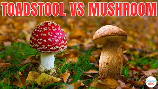 Toadstools vs Mushrooms: Are They Different?