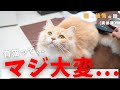 一人暮らしで猫飼って後悔してる人 / これから猫を飼う人へ【僕が育猫ノイローゼになりかけた話】