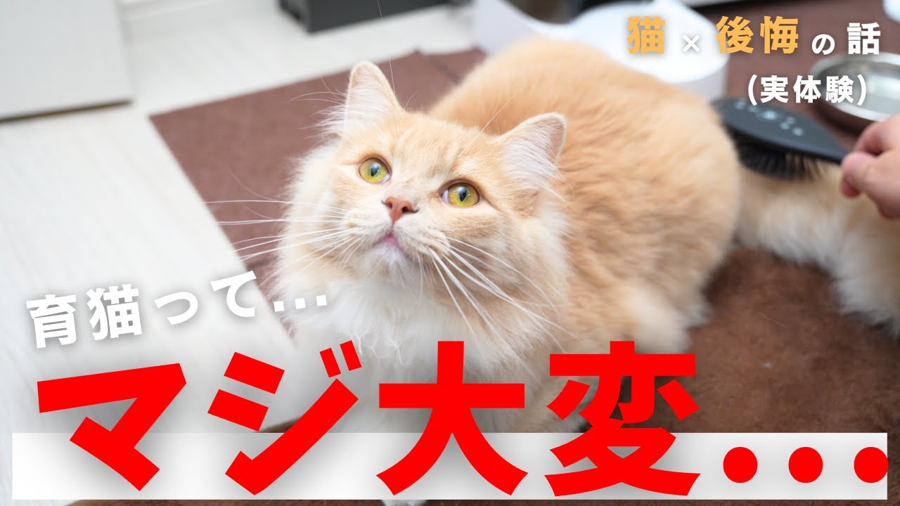 猫がなんとなく元気がない時の原因は？元気がない猫の対処法など｜MOFFME, image size:1280x720