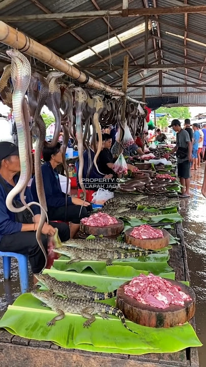 Exotic Animals For Sale In The Open @LapakJaga