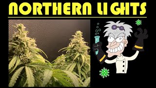 Week 12 Crop king seeds northern lights Autoflower