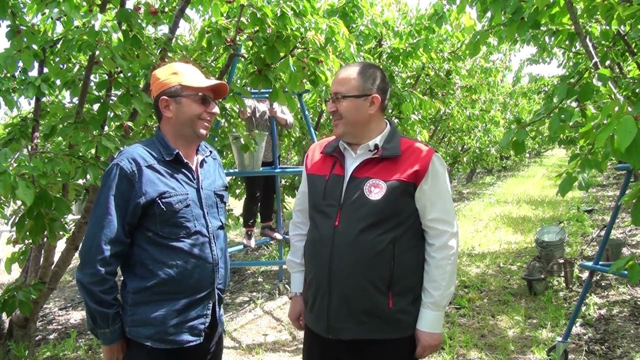 Honaz'da Erkenci Kiraz Hasadı