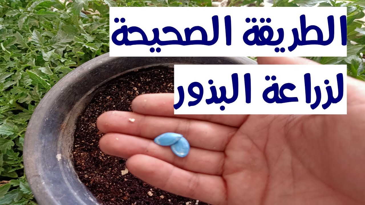طريقة زراعة جميع انواع البذور والشتلات بطريقة سهلة جدا ⁦☘️⁩ - YouTube