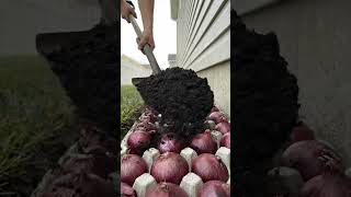 Planting 150 Purple Onions In Egg Cartons