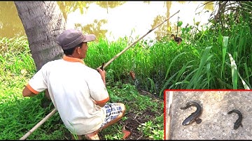 Nhấp Vịt Con Câu Cặp Đôi Đũa Lệch Cá Lóc Ấn Tượng/ Tung Vlog