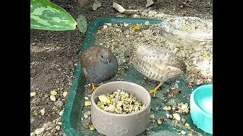 Breakfast with the Button Quail