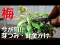 梅　今が旬！！芽つみ・針金かけ(盆栽・初心者の方向け）