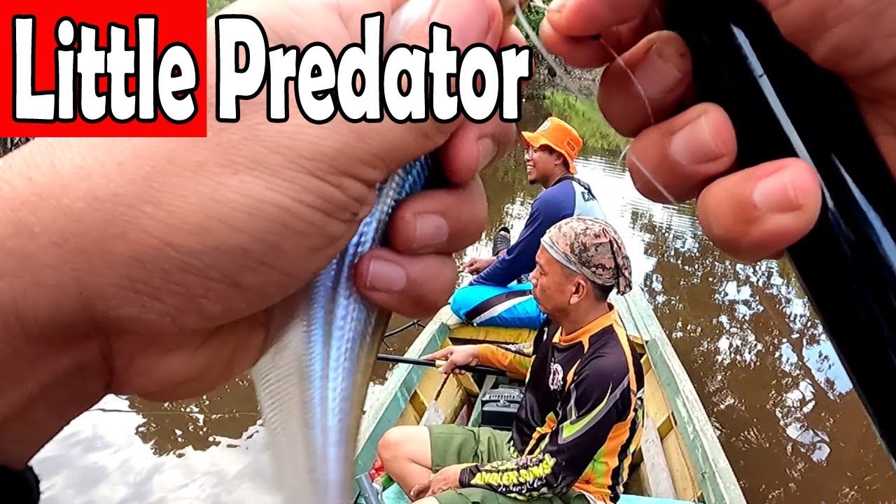 Beautiful little predator fishing | ASMR | call with water sound 