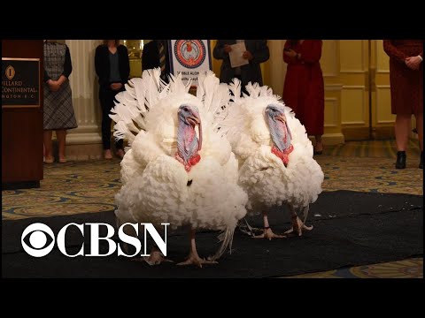 Biden pardons turkeys ahead of Thanksgiving | full video