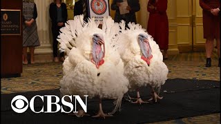 Biden pardons turkeys ahead of Thanksgiving | full video