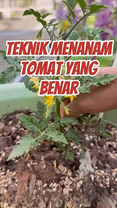 Teknik Menanam Tomat yang Benar