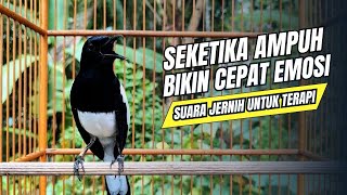 suara BURUNG kacer GACOR ngeplong KONSLET Tarung ini Paling Ampuh buat PANCINGAN KACER agar EMOSI