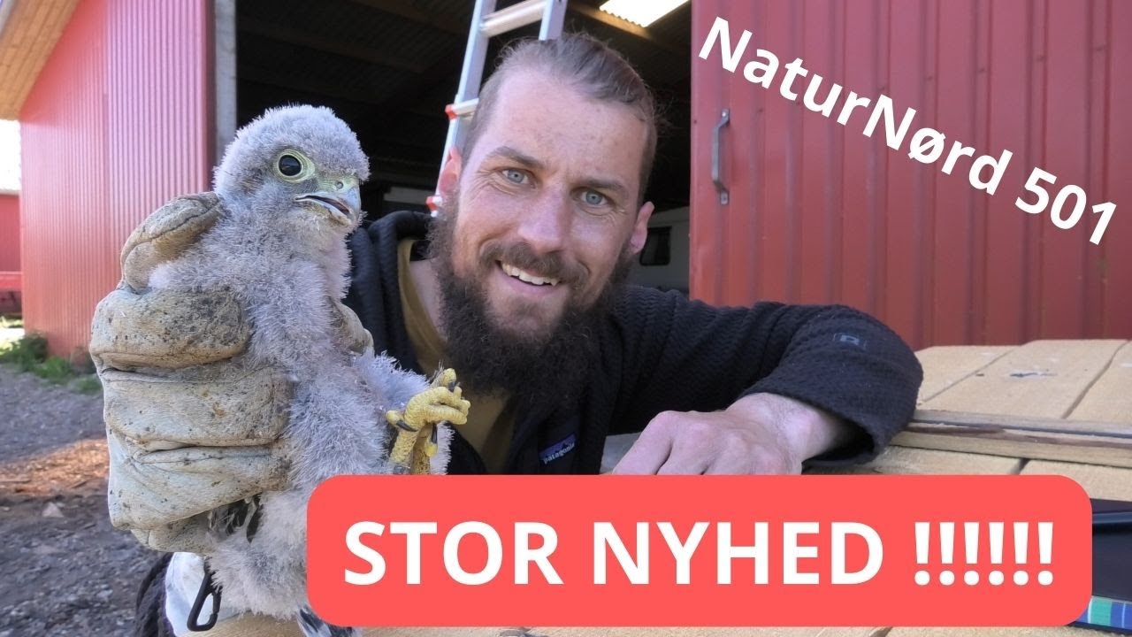 NYE STØR I AKVARIET + RINGMÆRKNING AF FALKE + NYHED I FAMILIEN.