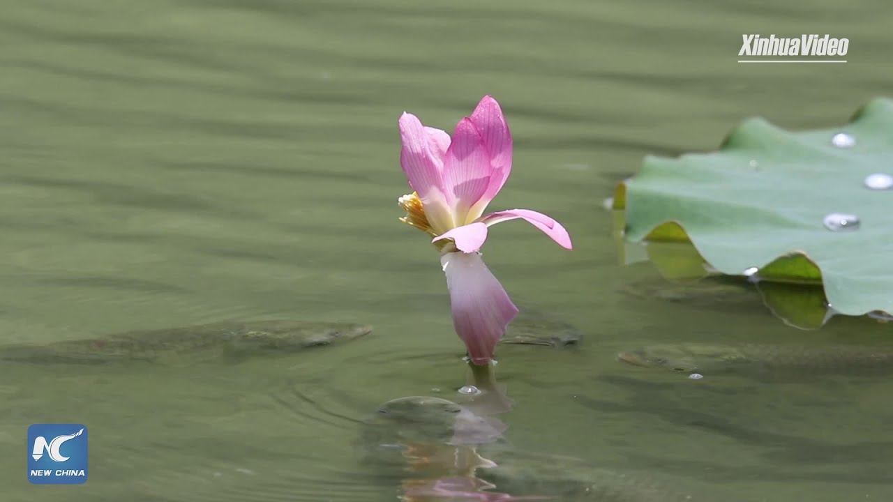 Rare footage Fish eat lotus YouTube