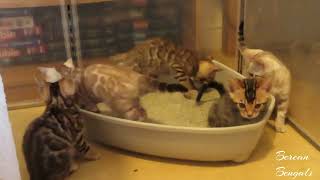 Bengal Kittens Playing with New 'Toy' by Bonnie & Isla Bengal Twins 131 views 10 months ago 2 minutes, 54 seconds