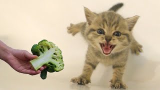 Funny Cats vs Broccoli 🤣 Funniest Cat Videos 🤣