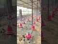 Poultry farming Tips and tricks for beginners Watch now and start your flock today #poultryfarming