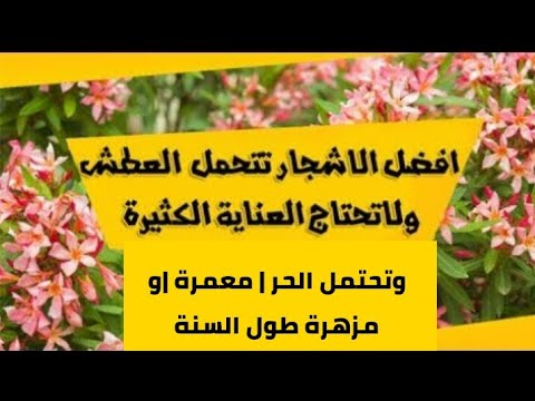 اشجار سريعة النمو وتحتمل الحر معمرة و مزهرة طول السنة Youtube