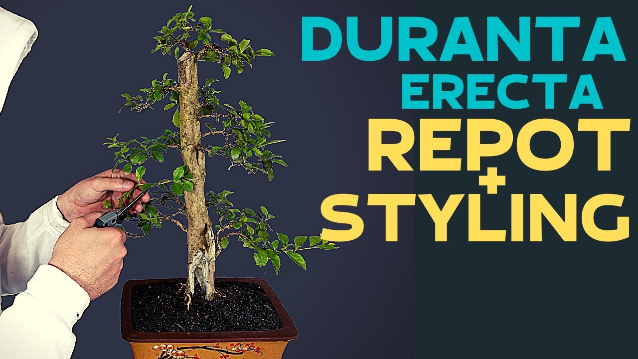Duranta Erecta Bonsai Transformation