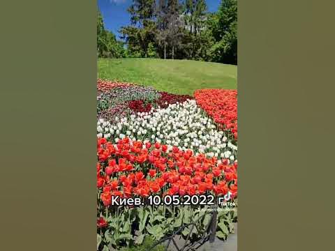 Красивая выставка тюльпанов в Киеве. #shorts #цветы #тюльпаны 10 мая ...