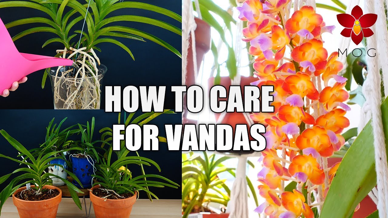 How to Care for Vanda Orchids in Your Home! - Orchid Care for Beginners -  thptnganamst.edu.vn