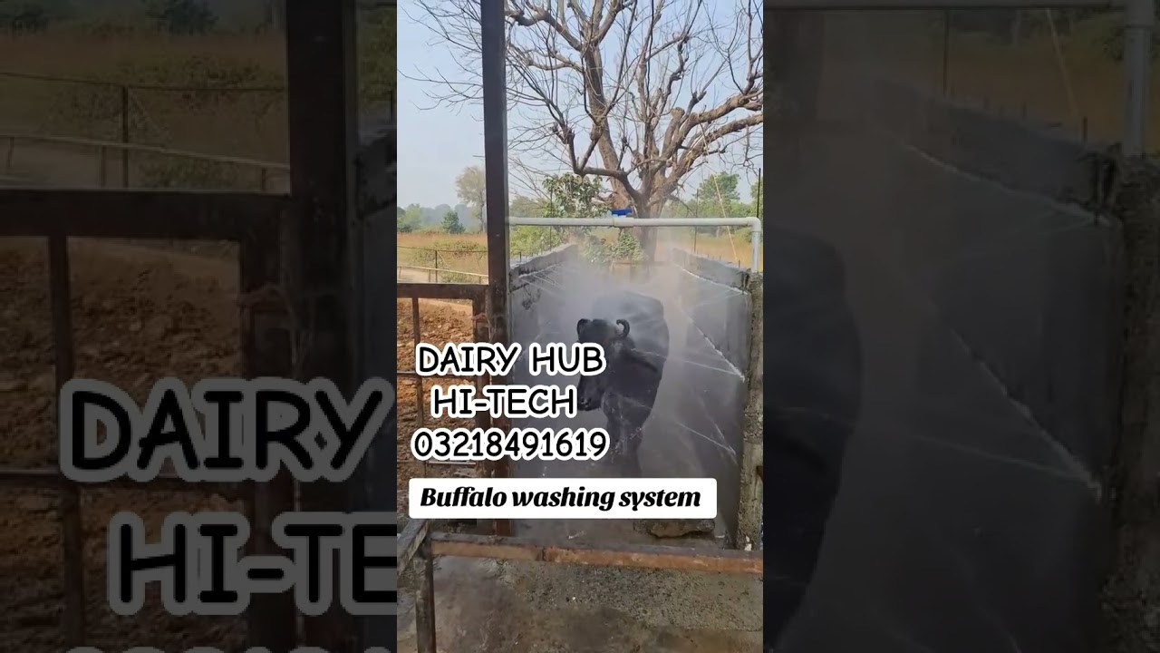 Dairy farming equipment/shower system/sanitization system  for cow cattle buffalo / 