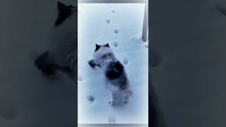 Saw The Cat Hiding Its Footprints In The Snow Again❄❄#Cat #Cutcat #Shorts #Cute #Pets